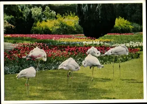 Ak Cannstatt Stuttgart Neckar, Flamingos mit Frühjahrsblüte, Wilhelma