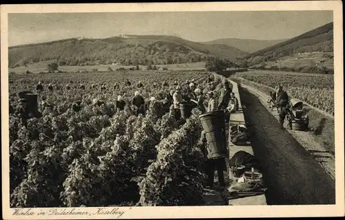 Ak Deidesheim in der Pfalz, Weinlese