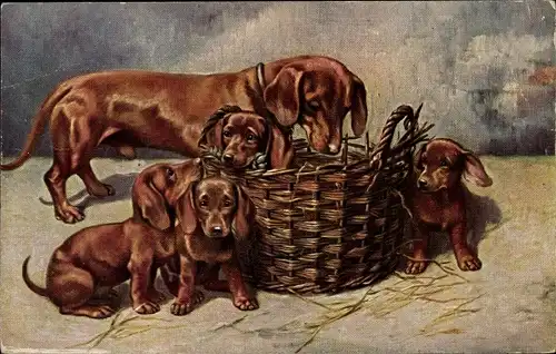 Künstler Ak Dackel mit Welpen, Weidenkorb