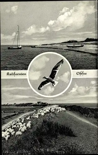 Ak Schönberg in Holstein, Ostseebad Kalifornien, Deich, Schafe, Möwe, Segelboot, Strand