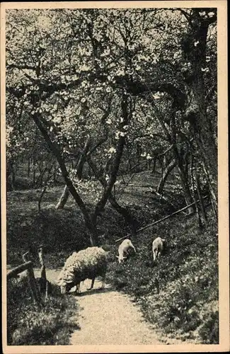 Ak Altes Land Niedersachsen, Blütenpracht, Apfelbaumblüte, Schafe