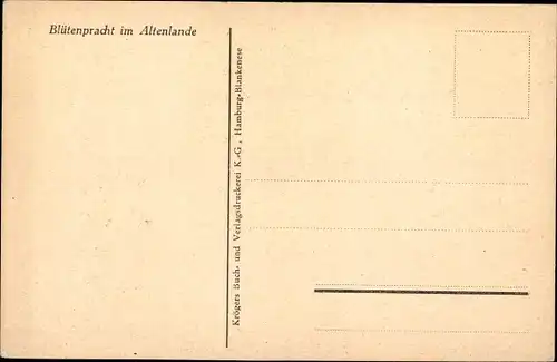 Ak Altes Land Niedersachsen, Blütenpracht, Apfelbaumblüte, Schafe