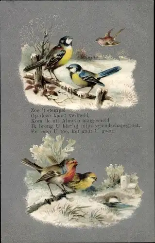 Ak Vögel am Zweig, Meisen, Zoo 't stempel, Op deze kaart vermeld...