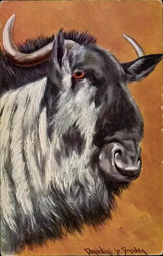 Künstler Ak Donadini, Antonio Ermenegildo, Gnu, Büffel, Kopfpartie