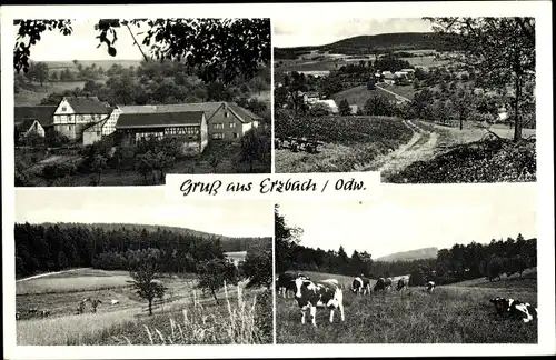 Ak Erzbach Reichelsheim im Odenwald, Hof Hartmann, Pension, Kühe weiden, Landschaft