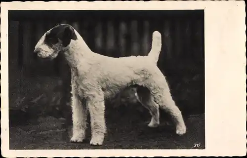 Ak Fox Terrier, Hundeportrait