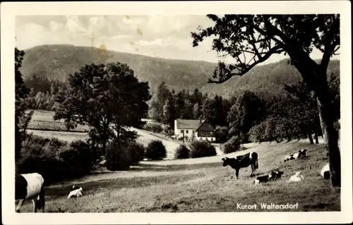 Ak Waltersdorf Kreis Zittau, Rinderherde auf der Weide, Blick auf Haus