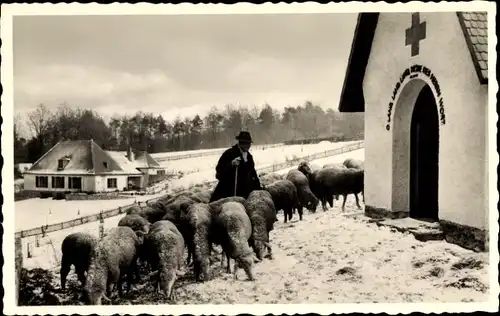 Ak Neutsch im Odenwald Modautal, Kriegstoten-Gedächtniskapelle, Landhaus, Schafsherde