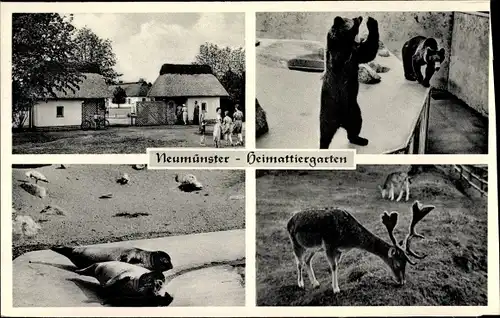 Ak Neumünster in Schleswig Holstein, Heimattiergarten, Bären, Robben, Damhirsch