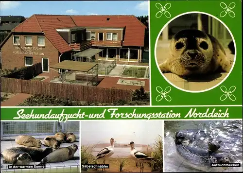 Ak Norddeich Norden Ostfriesland, Seehundaufzucht- und Forschungsstation, Säbelschnäbler