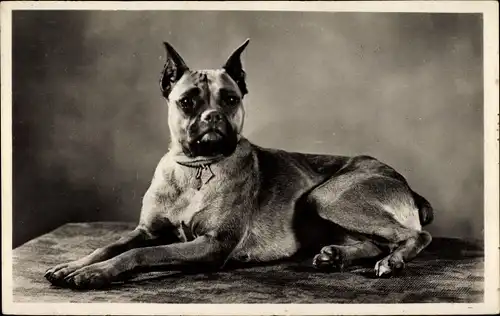 Ak Hundeportrait, Boxer