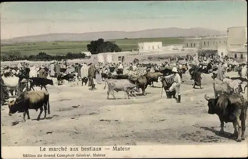 Ak Mateur Algerien, Le marche aux bestiaux