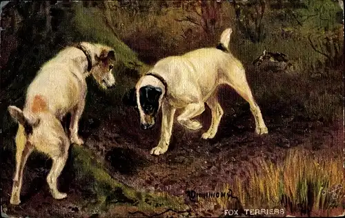 Künstler Ak Drummond, Sporting Dogs, zwei Fox Terrier