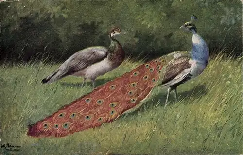 Künstler Ak Schönian, Alfred, Pfau, Hahn und Henne