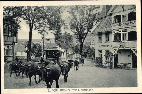 Ak Braunlage im Oberharz, Hotel Berliner Hof, Restaurant, Straßenbahn, Rinderherde