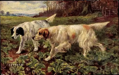 Künstler Ak Drummond, Sporting Dogs, Setters, Hunde