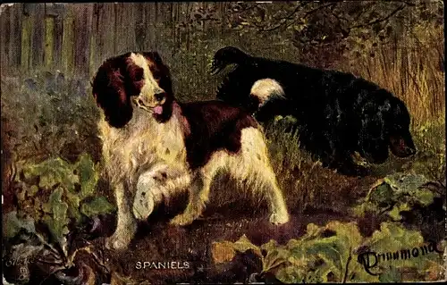 Künstler Ak Drummond, Spaniels, Zwei Hunde im Unterholz