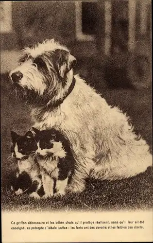 Ak Hund mit zwei kleinen Katzen