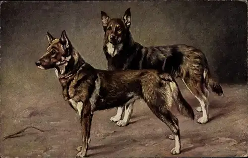Ak Zwei Schäferhunde, Hundeportrait