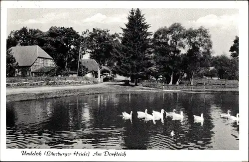 Ak Undeloh in der Lüneburger Heide, am Dorfteich, Gänse