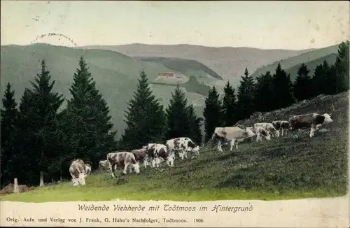 Ak Todtmoos im Schwarzwald, Weidende Kühe, Panorama