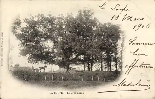 Ak La Loupe Eure et Loir, le gros Chêne