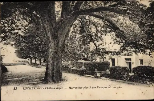 Ak Loches Indre-et-Loire, Château Royal, Marronnier planté par Francois Ier