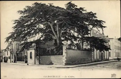 Ak La Rochelle Charente Maritime, le Cèdre de la Rue Réaumur