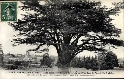 Ak Montigny Lencoup Seine et Marne, Cèdre plante par Bernard de Jussieu en 1734