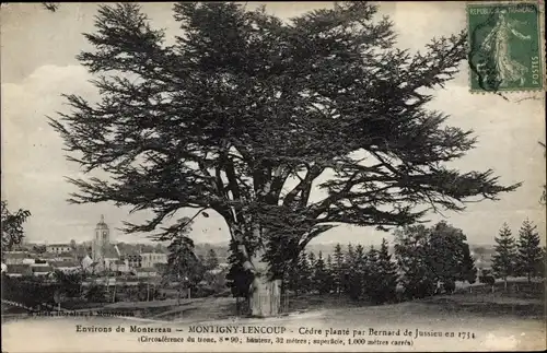 Ak Montigny Lencoup Seine et Marne, Cèdre plante par Bernard de Jussieu en 1734