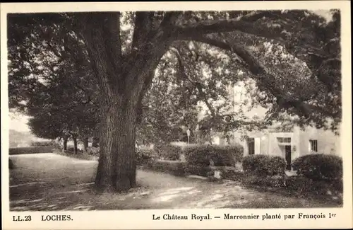 Ak Loches Indre-et-Loire, Château Royal, Marronnier planté par Francois Ier