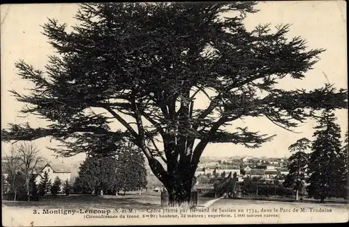 Ak Montigny Lencoup Seine et Marne, Cèdre plante par Bernard de Jussieu en 1734