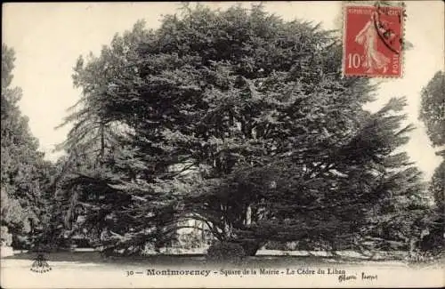 Ak Montmorency Val d’Oise, Sqaure de la Mairie, le Cèdre du Liban