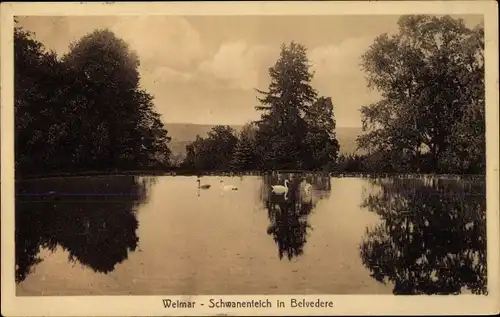 Ak Weimar in Thüringen, Blick auf den Schwanenteich in Belvedere, Schwäne