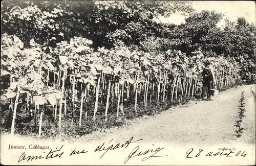 Ak Kanalinsel Jersey, Cabbages