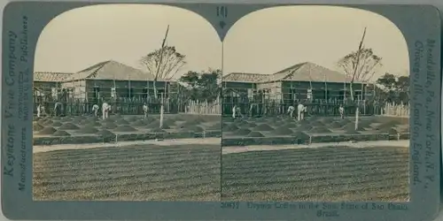 Stereo Ak São Paulo Brasilien, Drying Coffee in the Sun
