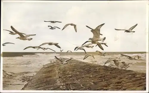 Ak Norderney in Ostfriesland, Möwen im Flug an der Mole