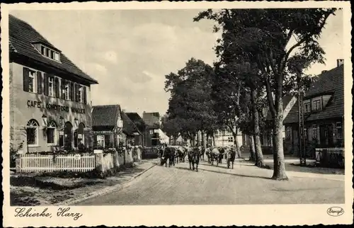 Ak Schierke Wernigerode am Harz, Rinder im Ort, Cafe und Konditorei