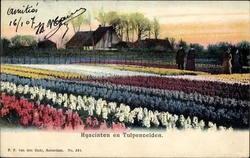 Ak Hyacinten en Tulpenvelden, Blumenfelder