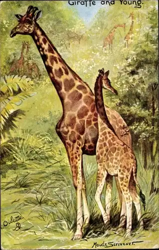 Künstler Ak Scrivener, Maude, Giraffe and young, Tuck 9154