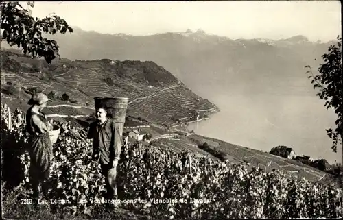 Ak Lavaux Kanton Waadt, Lac Leman, les Vendanges dans les Vignobles