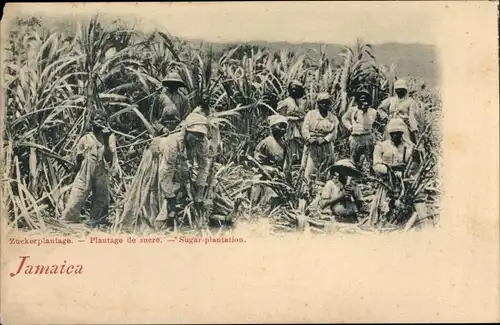 Ak Jamaica Jamaika, Zuckerplantage, Zuckerrohr