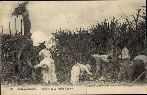 Ak Guadeloupe, Recolte de la canne a sucre, Zuckerrohrernte