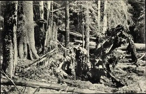 Ak Lenora Eleonorenhain Südböhmen, Urwald am Kubani