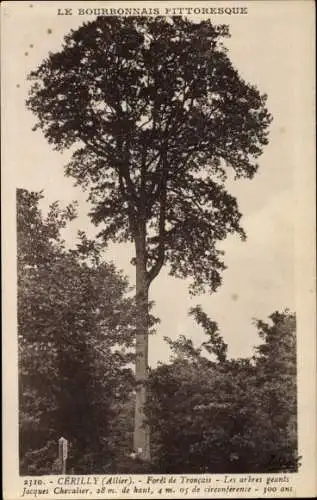 Ak Cérilly Allier, Foret de Troncais, Les arbres geant Jacques Chevalier