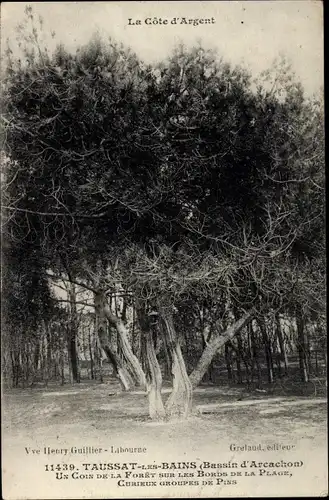 Ak Taussat les Bains Gironde, Un Coin de la Foret sur les Bords de la Plage, Curieux groupes de Pins