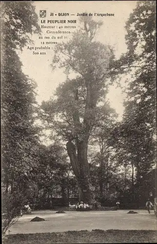 Ak Dijon Côte d'Or, Jardin de l'Arquebuse, Le Peuplier Noir