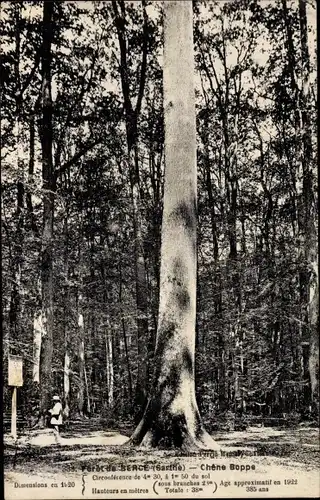 Ak Sarthe Frankreich, Foret de Berce, Chene Boppe
