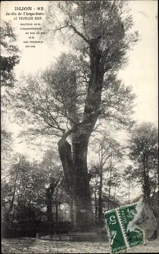 Ak Dijon Côte d'Or, Jardin de l'Arquebuse, Le Peuplier Noir