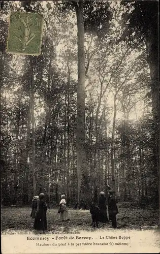 Ak Écommoy Sarthe, Foret de Bercey, Le Chene Boppe